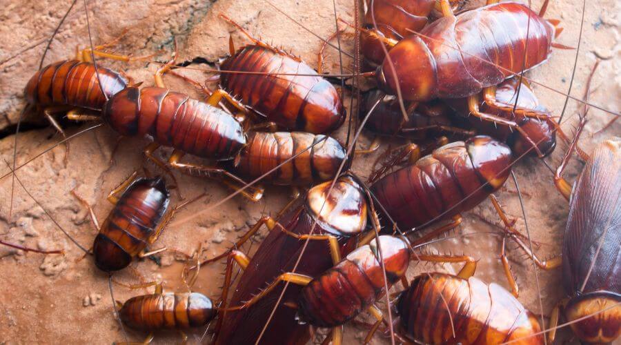 Professional pest control services in Carrum Downs